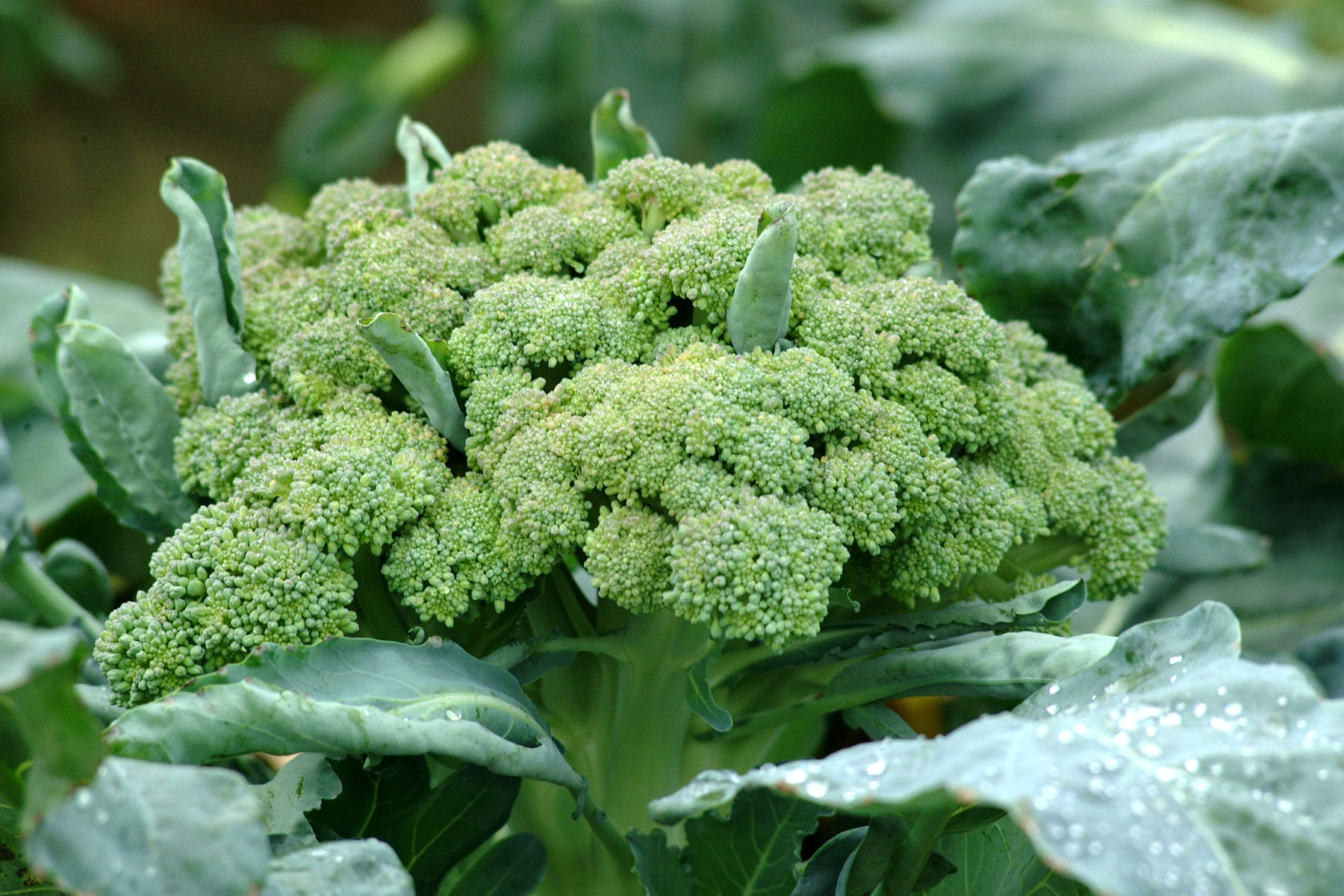 Broccoli 0454jpg